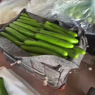 精品瓠子，条形好，颜色绿，支持视频看货，代发全国市场