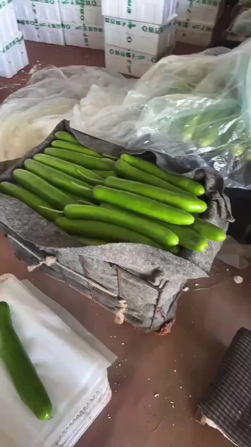 精品瓠子，条形好，颜色绿，支持视频看货，代发全国市场