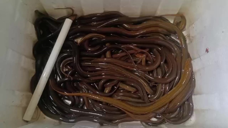 黄鳝
