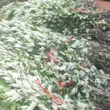 端午节艾草