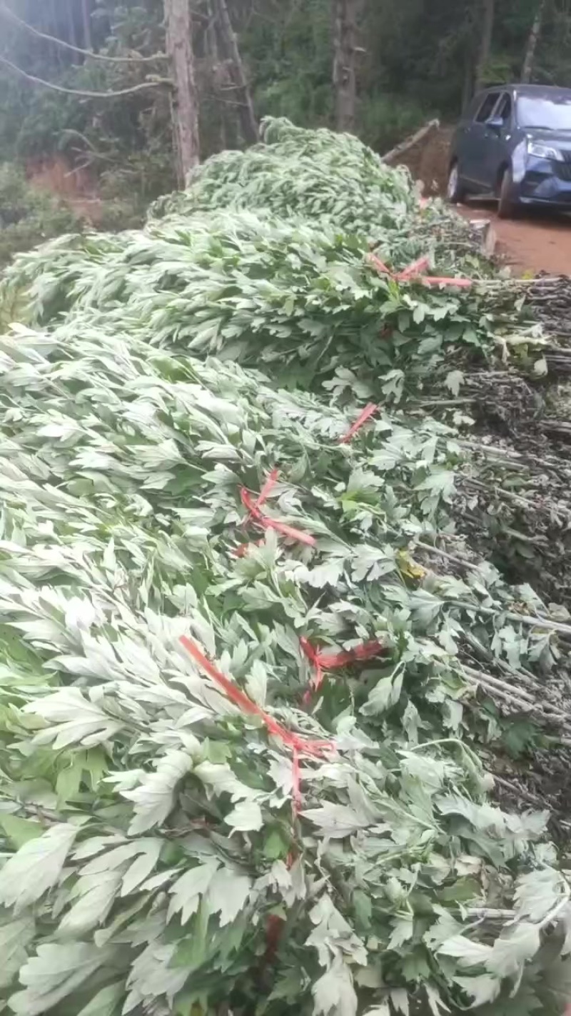 端午节艾草