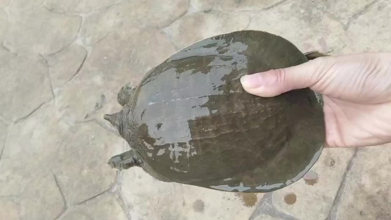 甲鱼