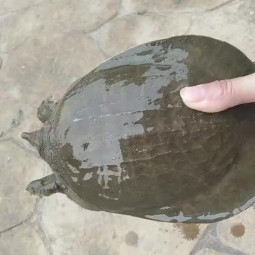 甲鱼