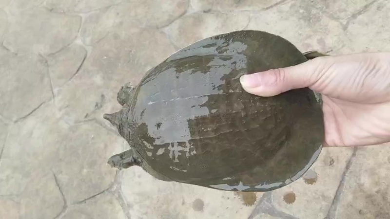 甲鱼