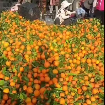 带叶沃柑