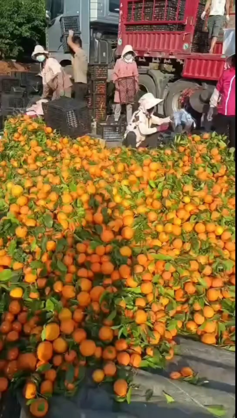 带叶沃柑