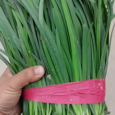 红根韭菜