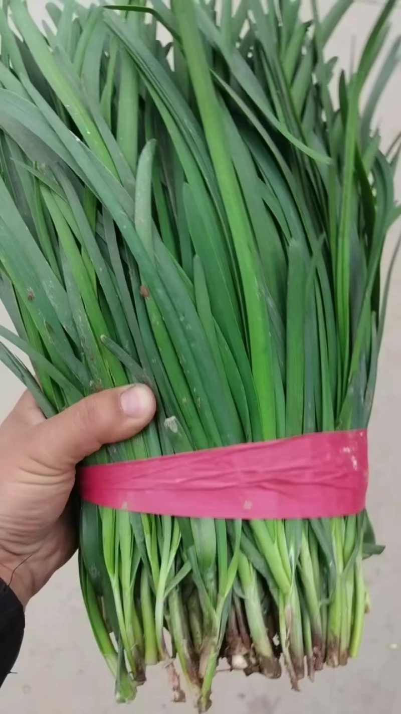红根韭菜