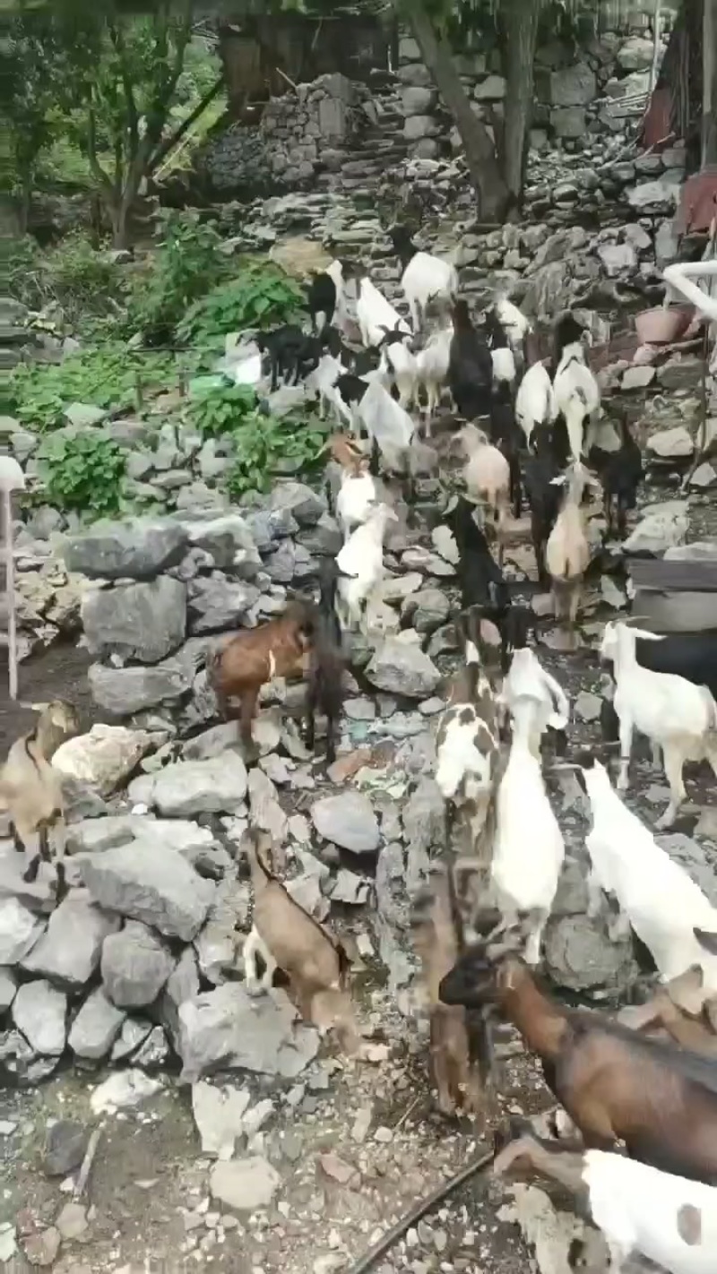 广西跑山羊