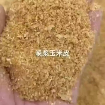 喷浆玉米皮:比草便宜，比草有营养的喷浆玉米皮，养殖户能降低养