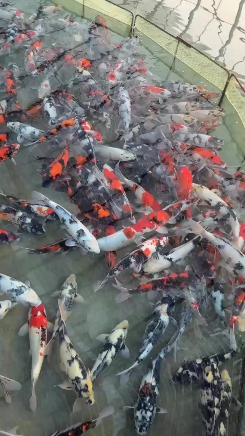 出售各种锦鲤金鱼草金等观赏鱼，成品鱼水花