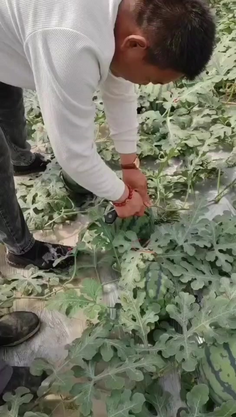 聊城产地甜王20号大量上市，支持超市，电商，商场