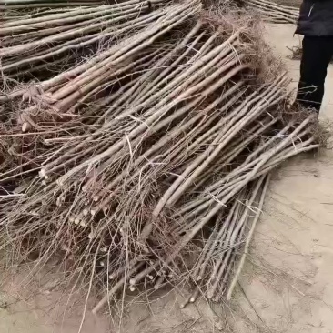 榆树苗