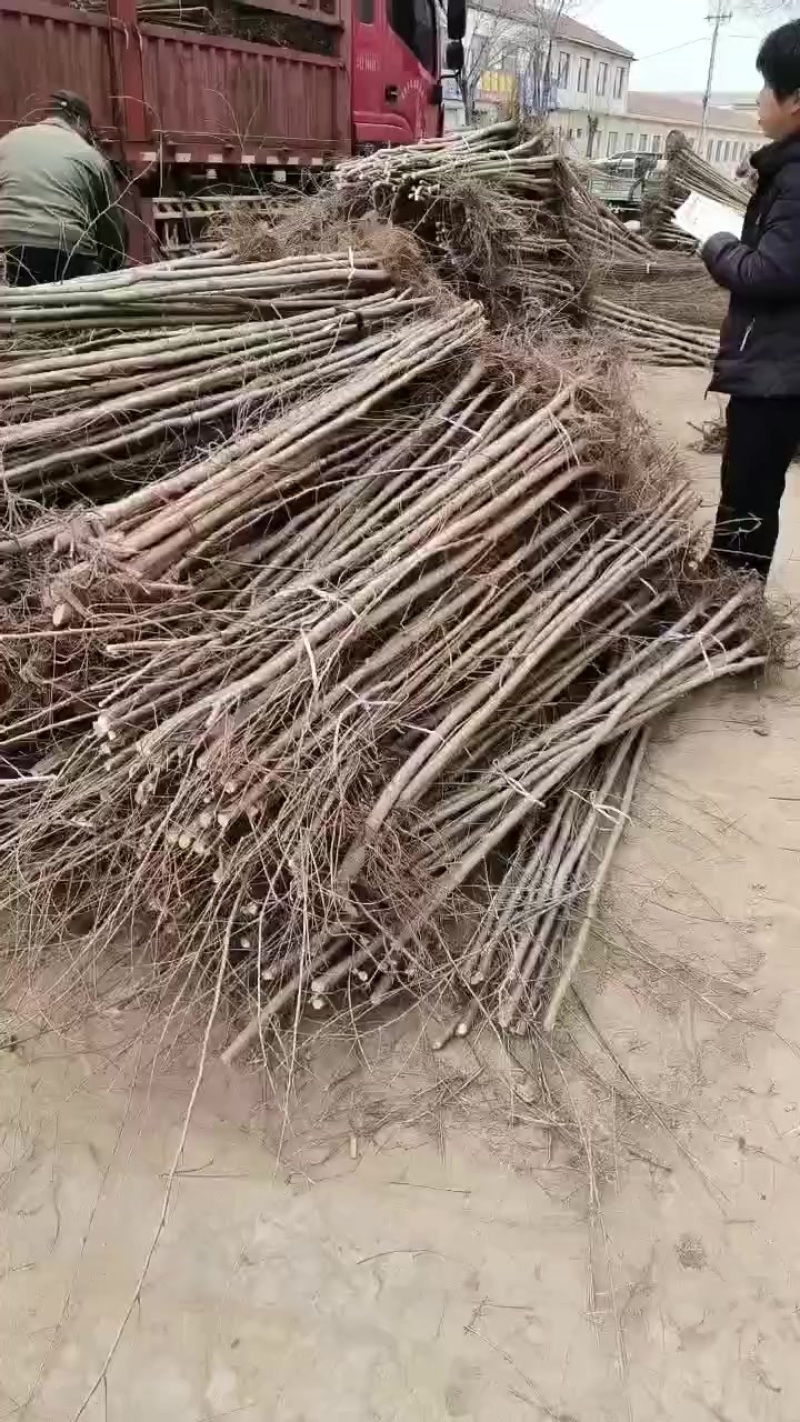 榆树苗