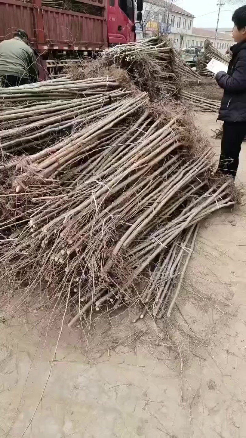 榆树苗