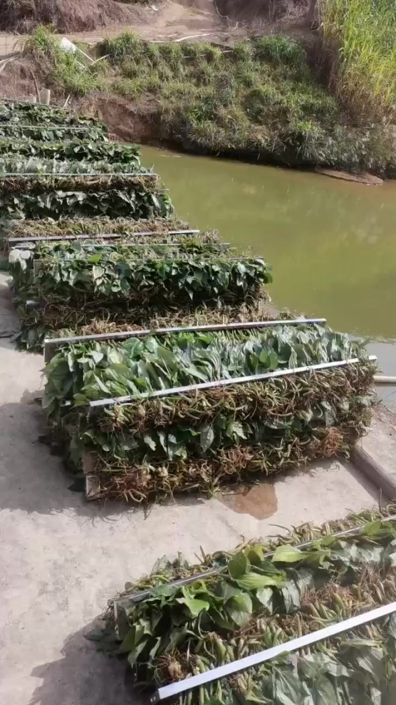 见血清鲜货，高杆品种，统货