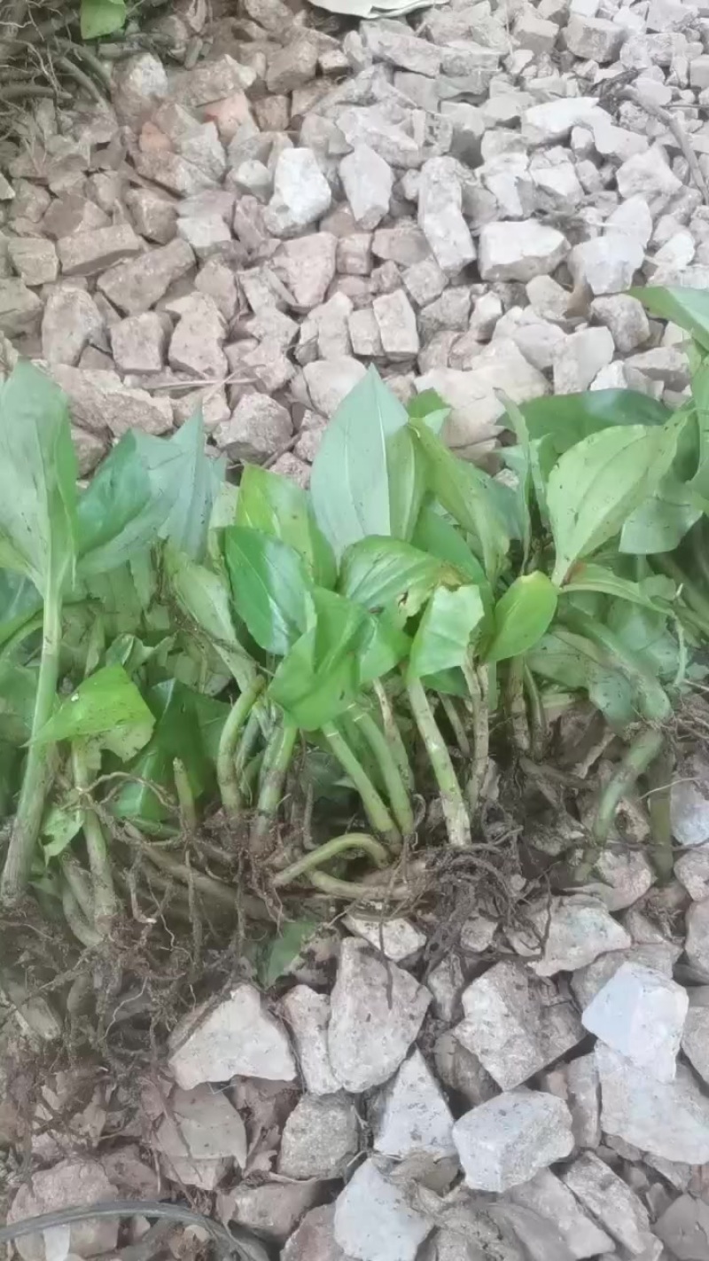 见血清鲜货，高杆品种，统货