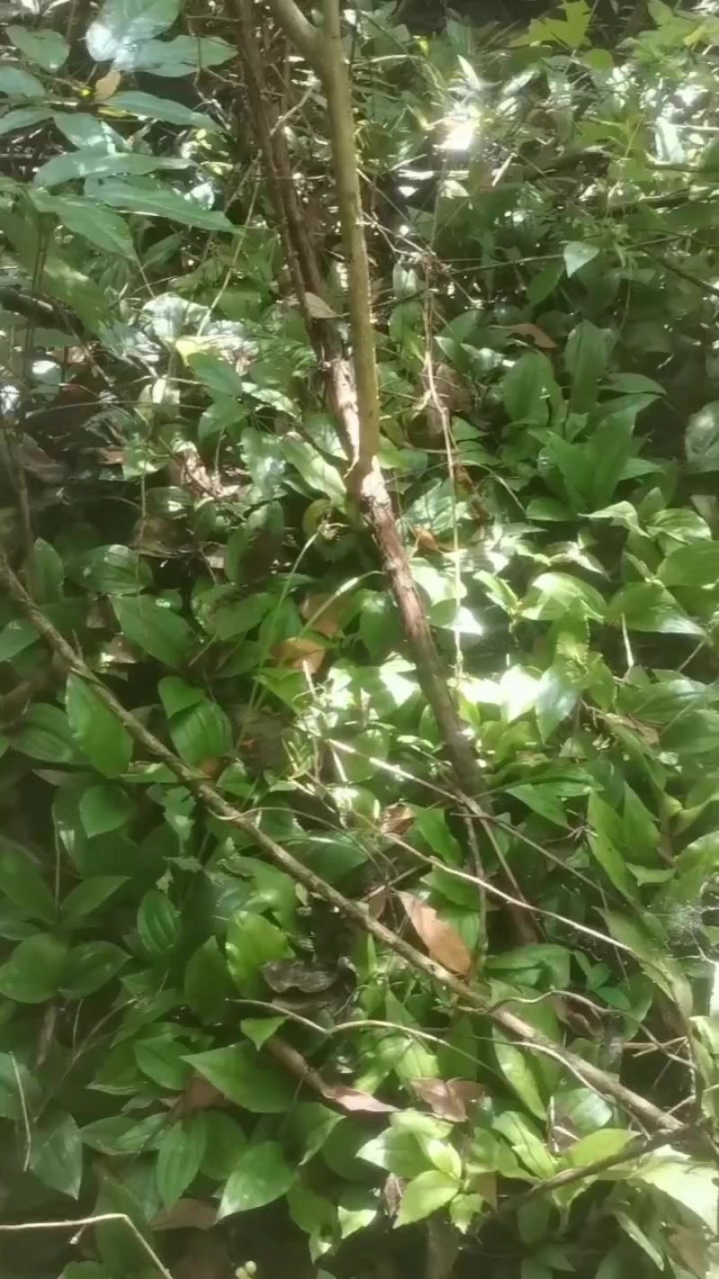 见血清鲜货，高杆品种，统货