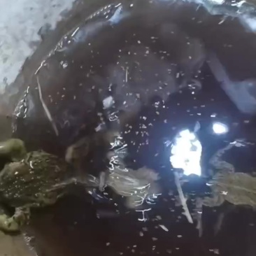 癞蛤蟆需要的老板联系