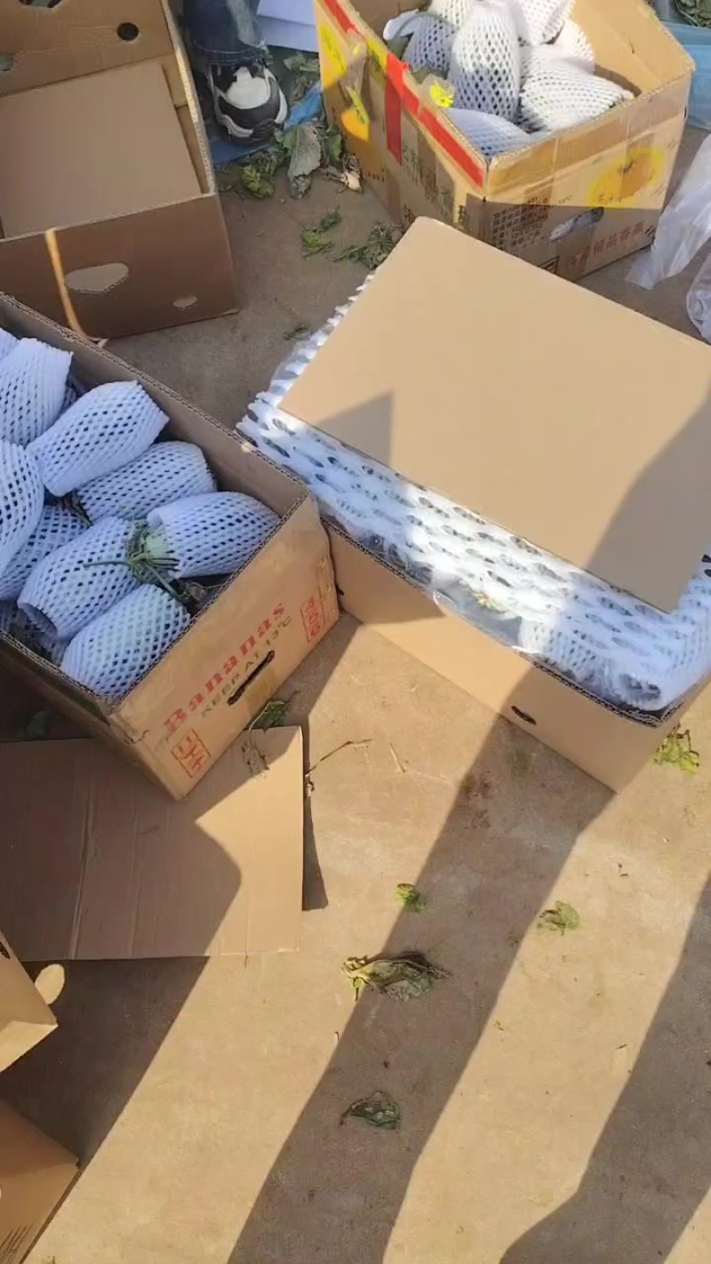 青县各种甜瓜博洋九，九一，六一，白瓜，花蕾，金冠。