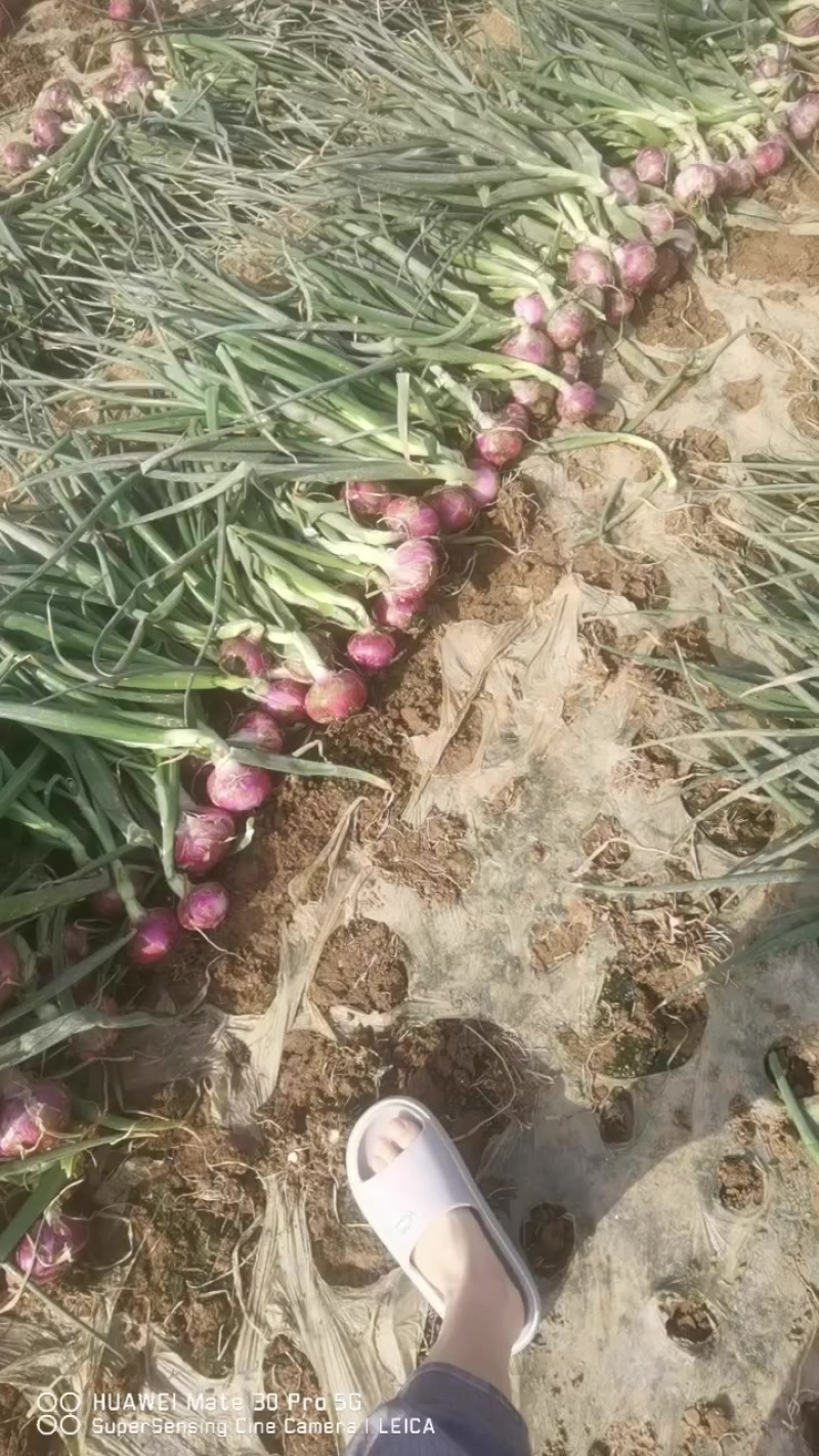 早熟红洋葱大量上市，有需要的联系