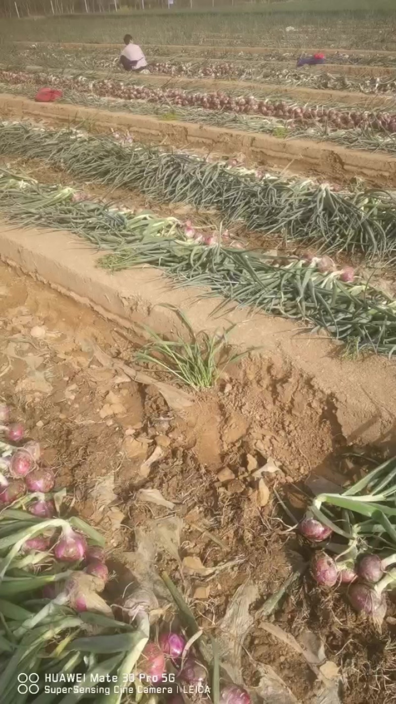 早熟红洋葱大量上市，有需要的联系
