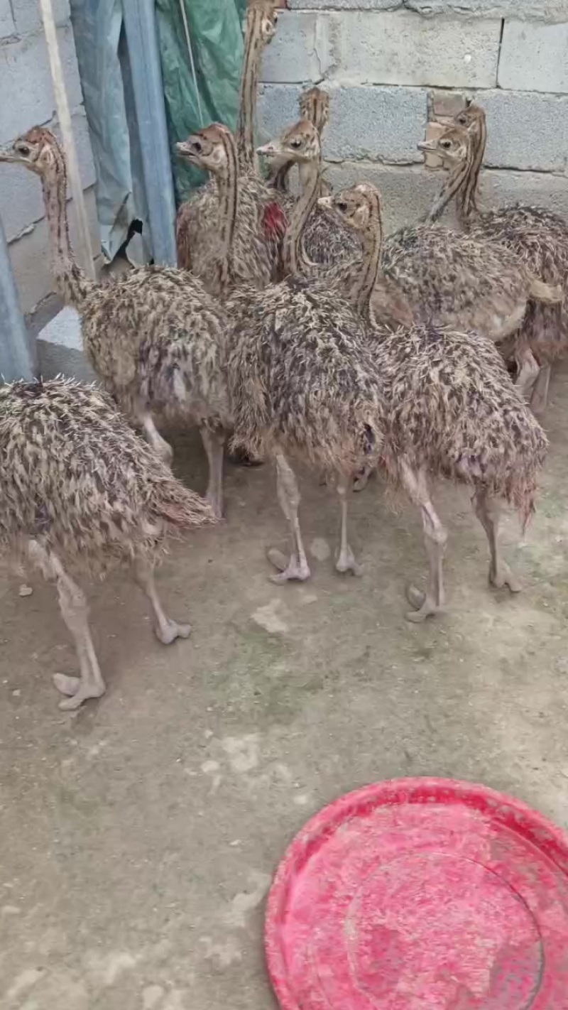 非洲鸵鸟，鸵鸟苗，场地直销批发价格，包运输包路损