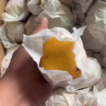 云南西双版纳热情果新鲜现摘现发。