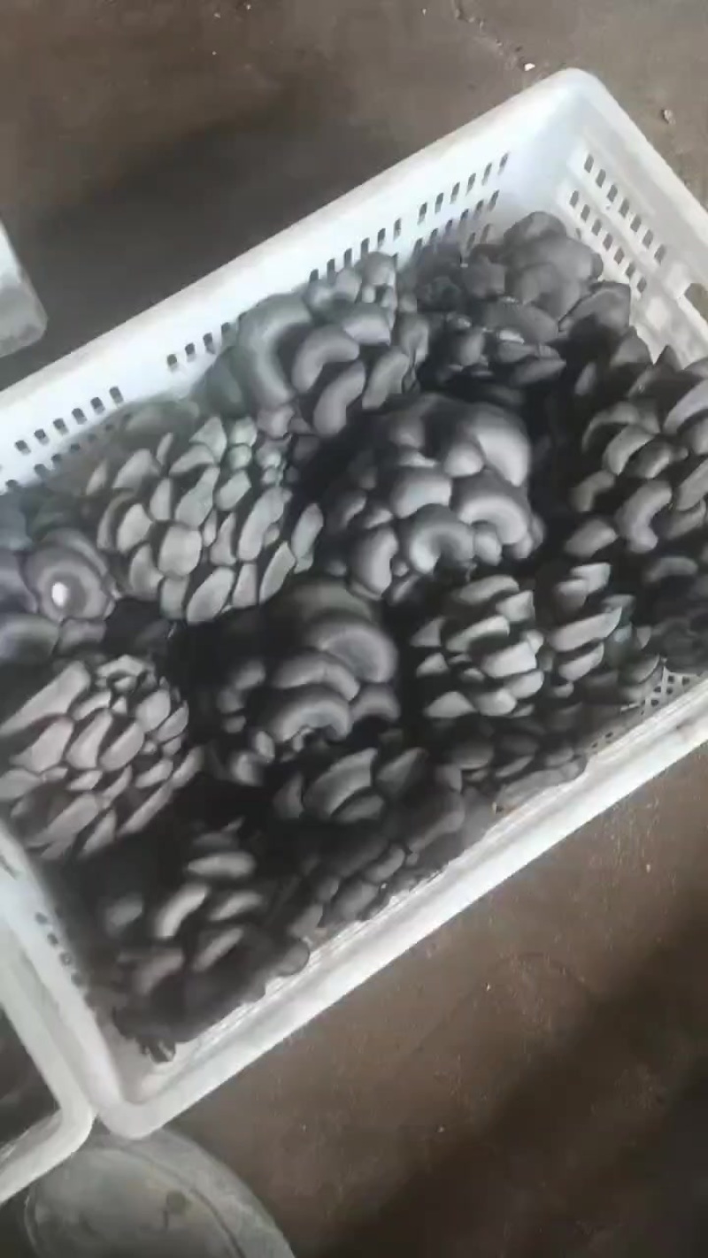 大量有货，精品平菇