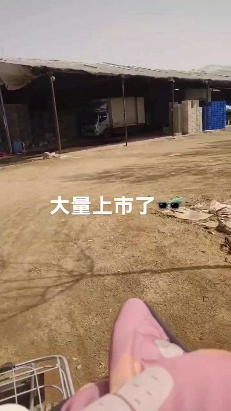 反季节平菇大量上市