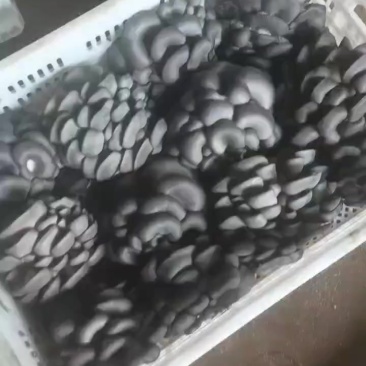 反季节平菇大量上市