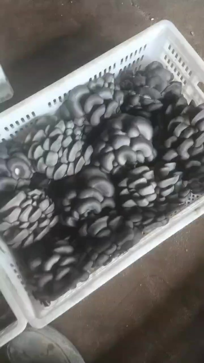 反季节平菇大量上市