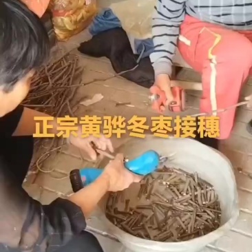 黄骅冬枣接穗