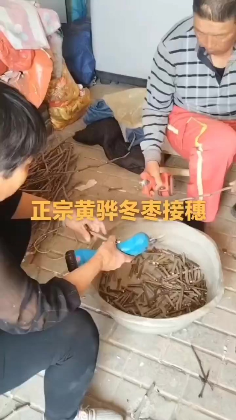黄骅冬枣接穗