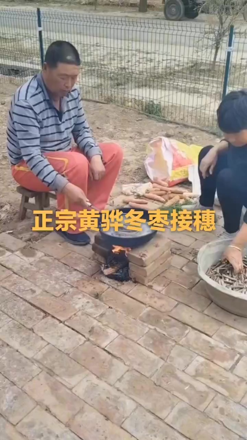 黄骅冬枣接穗