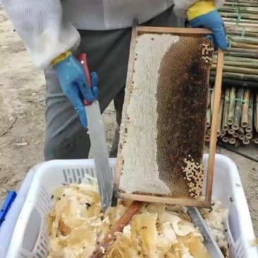 广东精品土蜂蜜量大从优，欢迎各位采购。