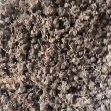 河南猫爪草