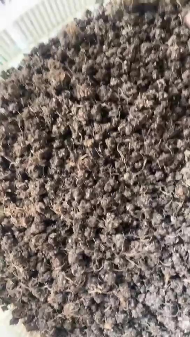 河南猫爪草