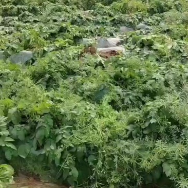 大量上市欢迎你