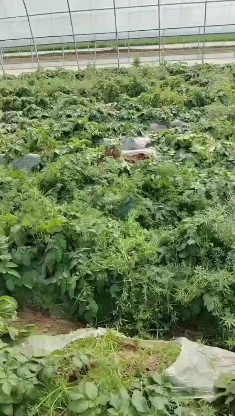 大量上市欢迎你