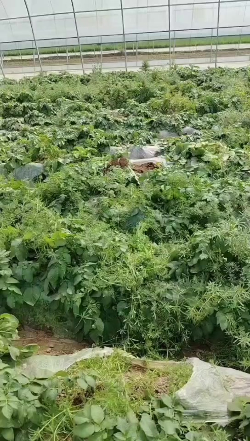 大量上市欢迎你