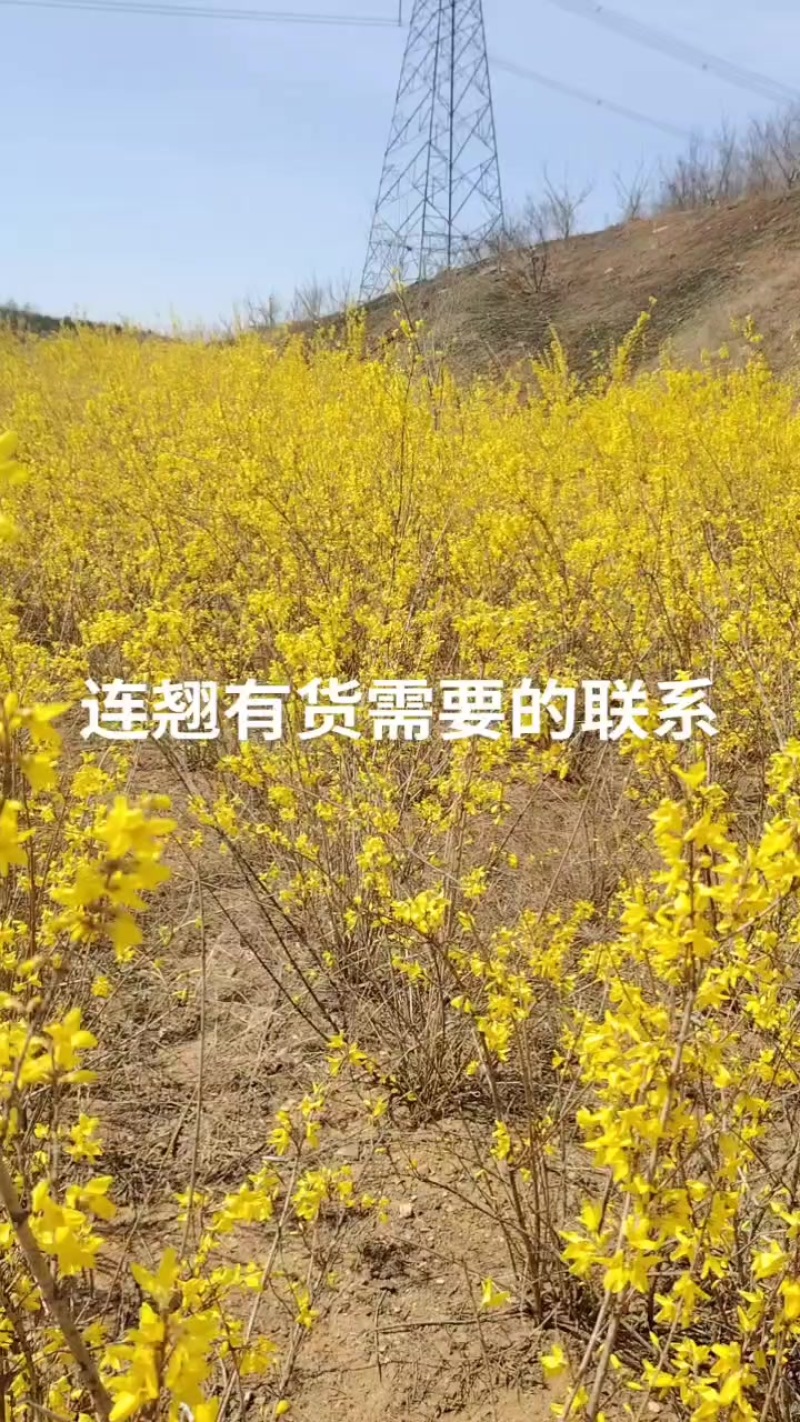 绿化树