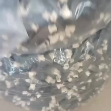 羊肚菌