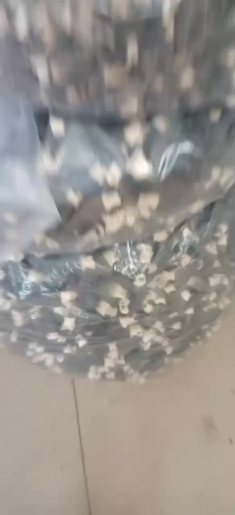 羊肚菌
