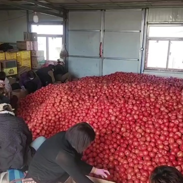 有大量老板收西红柿的，可以合作