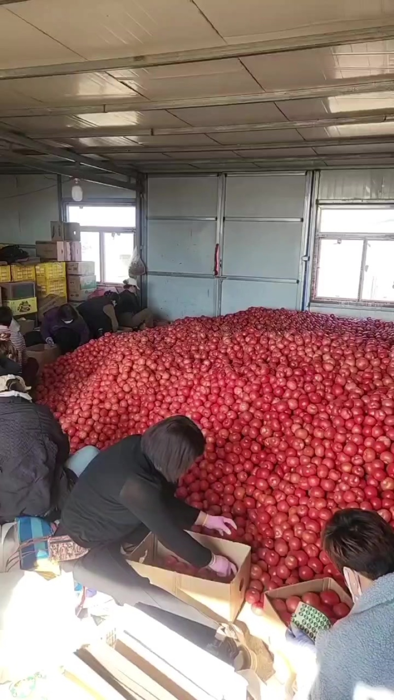 有大量老板收西红柿的，可以合作