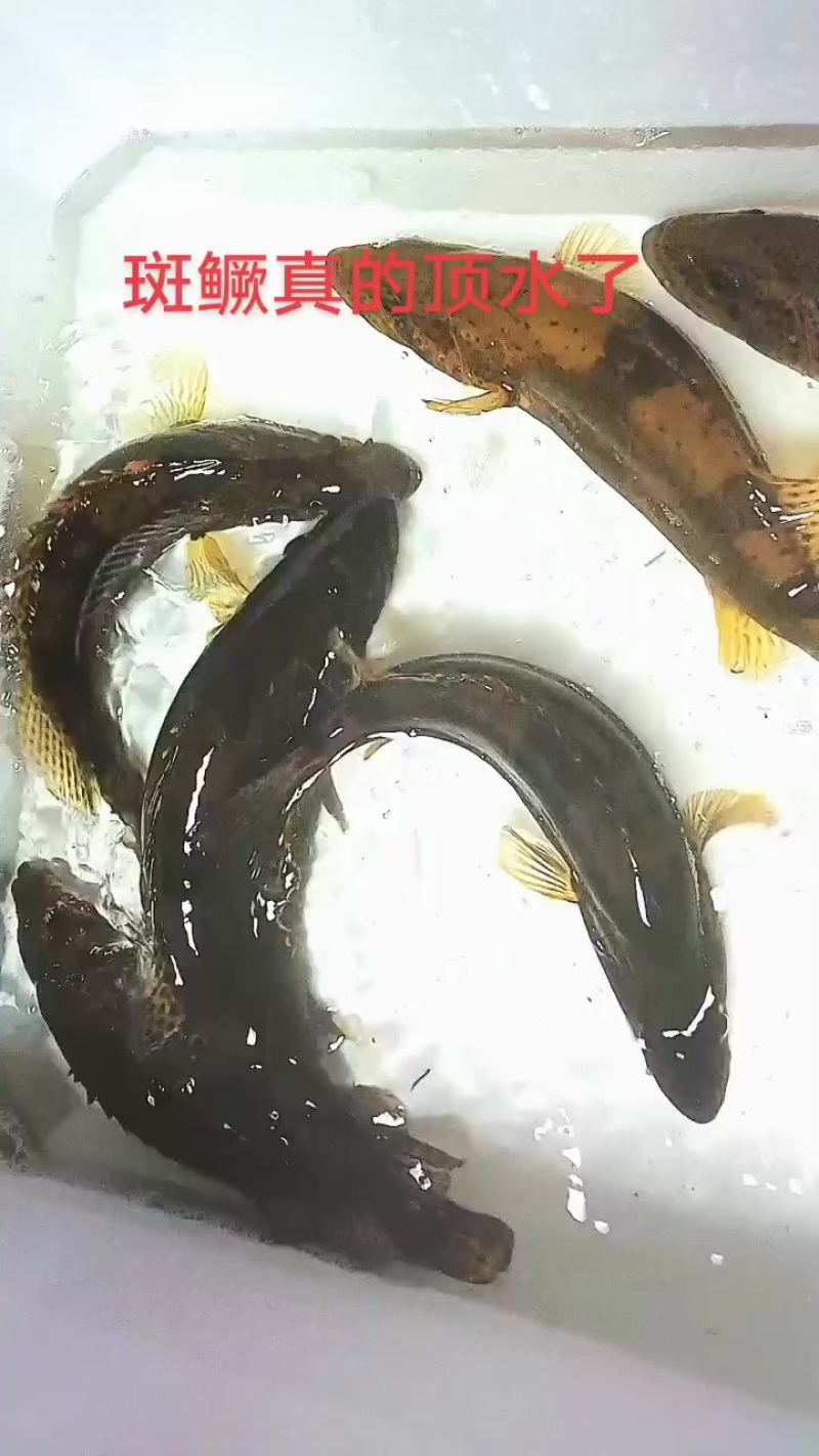 斑鳜老虎桂