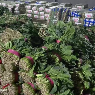 特级菠菜，各种蔬菜品类都可以联系，为您跑腿为您监工。