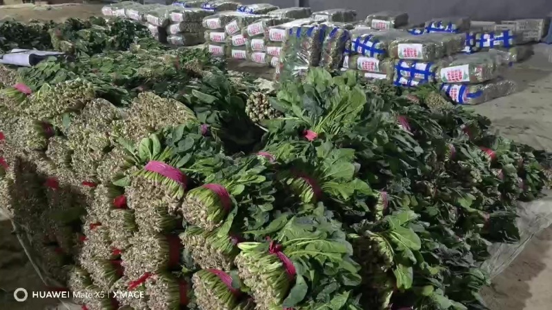 特级菠菜，各种蔬菜品类都可以联系，为您跑腿为您监工。