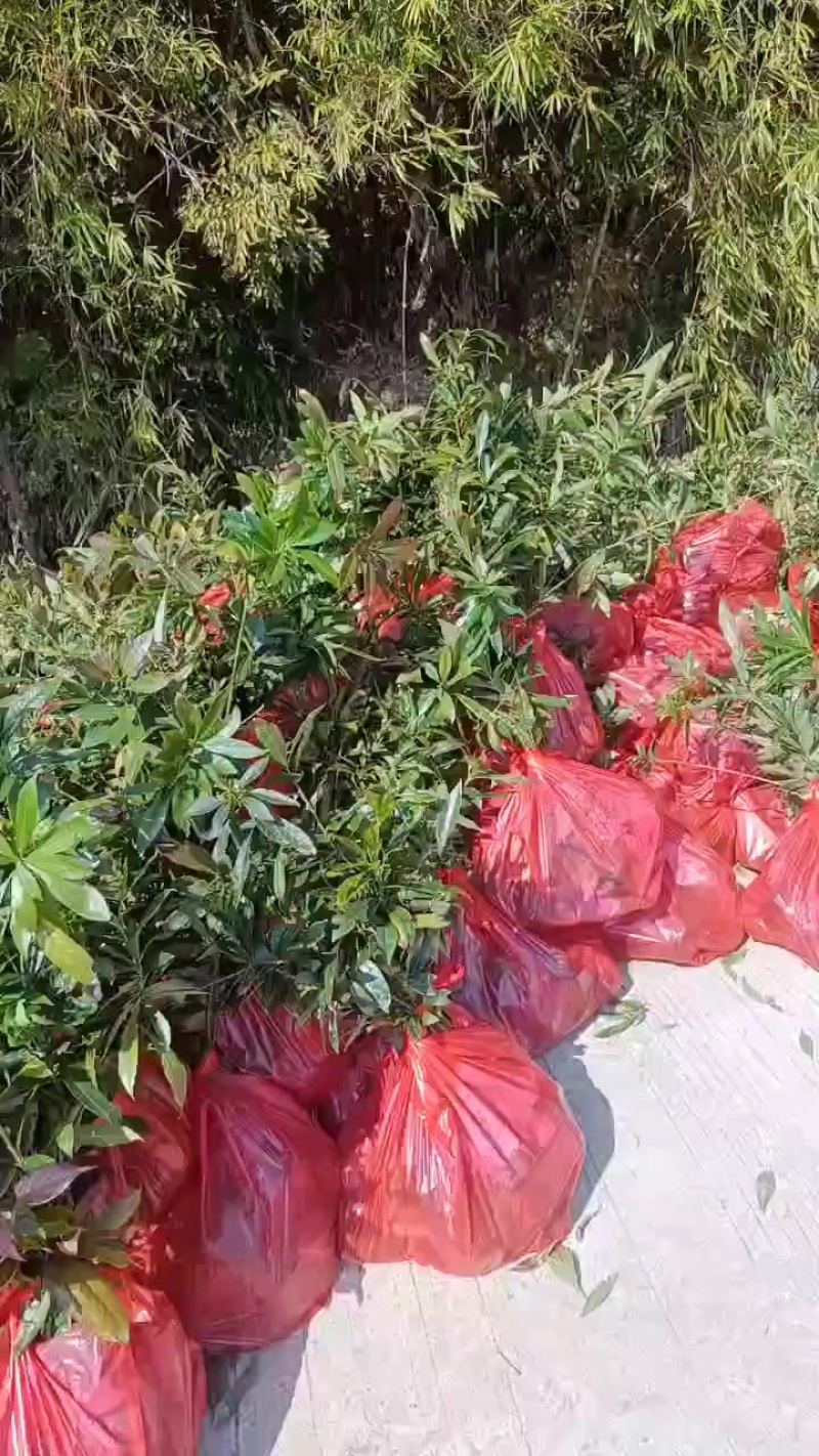 木荷苗，木荷杯苗，大量供应批发